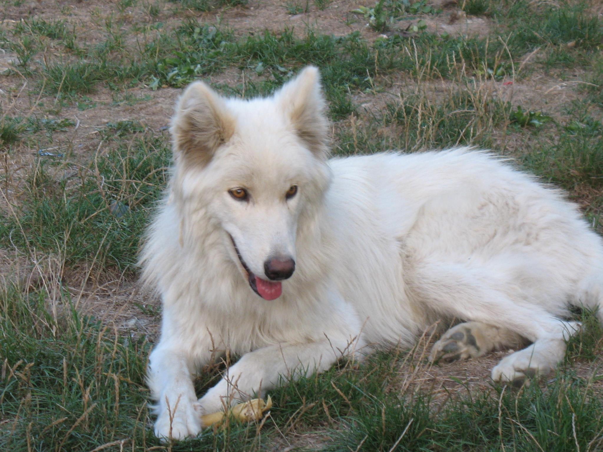 albino wolf dog